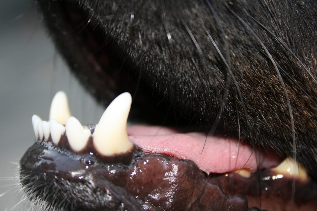 Igiene orale nel cane: la pulizia dei denti