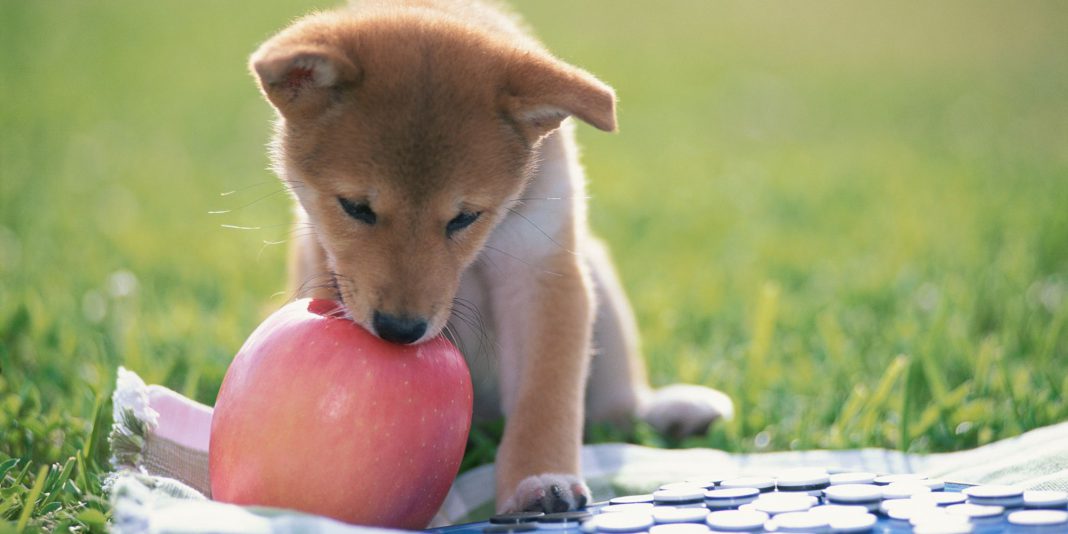 I cani possono mangiare le mele?